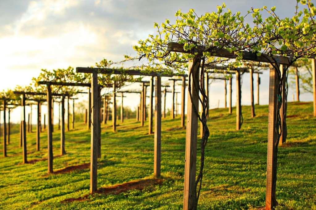 Chateau Elan Winery Braselton Eksteriør bilde